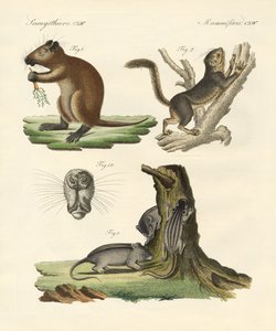 Strange Mammals by German School