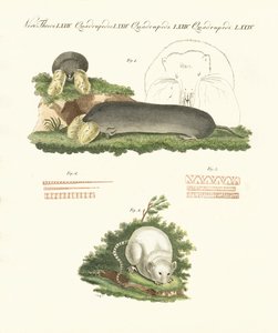 Strange mammals by German School