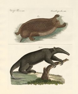 Strange Mammals by German School