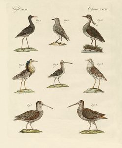 Strange Marsh-Birds