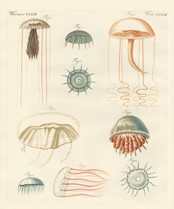 Strange Medusas by German School
