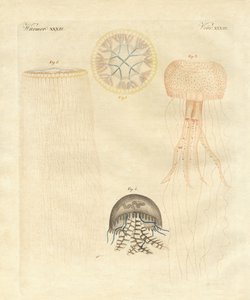 Strange Medusas