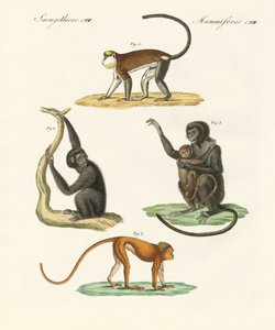 Strange monkeys by German School