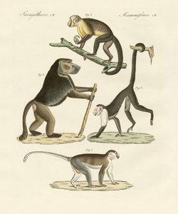 Strange Monkeys by German School