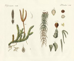 Strange Mosses by German School