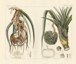 Strange Plants by German School