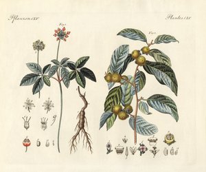Strange plants by German School