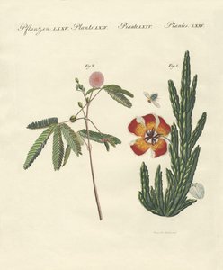 Strange Plants by German School