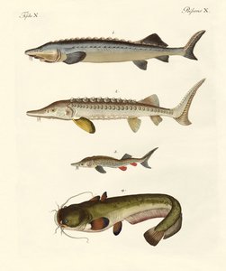 Strange River Fish by German School