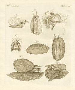 Strange Sea-Snails by German School