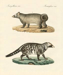 Strange skunks by German School