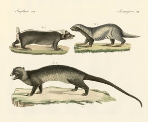 Strange Skunks by German School