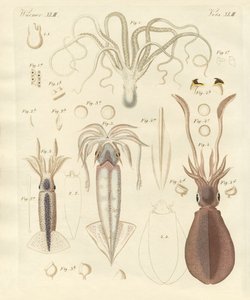 Strange Soft-Worms