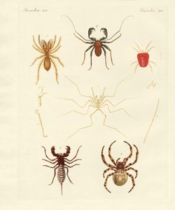 Strange Spiders by German School