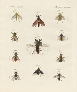 Strange Two-Winged Insects by German School