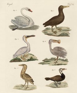 Strange water birds by German School