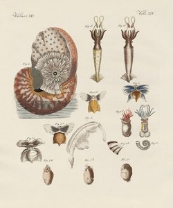 Strange worms