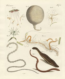 Strange worms by German School
