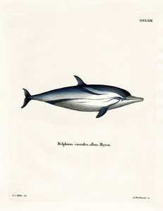 Striped Dolphin by German School
