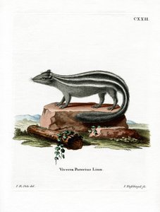 Striped Skunk