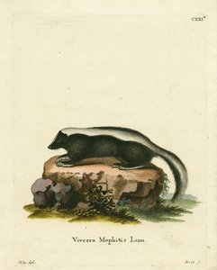 Striped Skunk