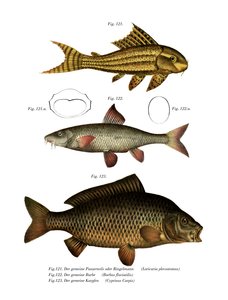 Suckermouth Catfish by German School