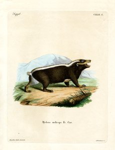 Sunda Stink Badger by German School