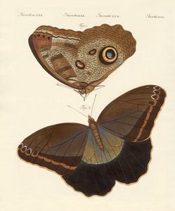 Surinam Butterflies