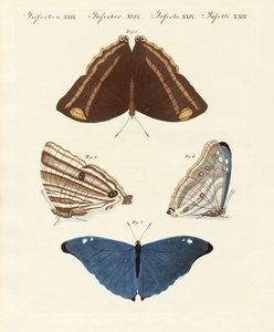 Surinam Butterflies