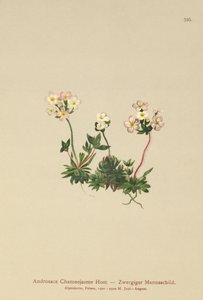 Sweetflower Rock Jasmine