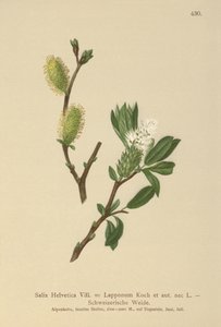 Swiss Willow by German School