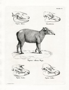 Tapir Skulls by German School