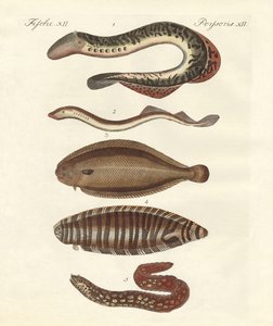 Tasty Fish by German School