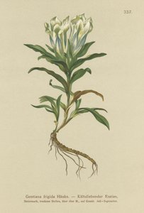 Tauern Gentian by German School