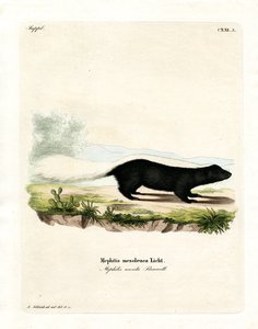 Texan Skunk