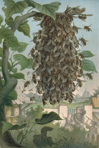 The Bees Nest, late 19th century