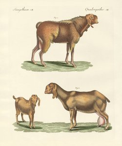 The Egyptian goat by German School