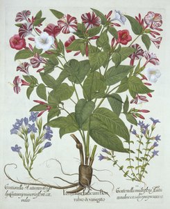 The Marvel of Peru and Two Varieties of Gentian, from Hortus Eystettensis