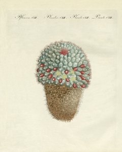 The breast-shaped melon-thistle