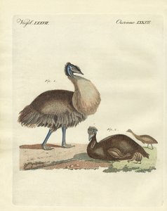 The Casuar from Australia