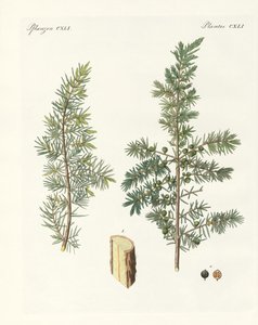 The Common Juniper