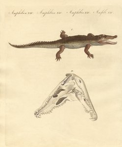 The crocodile from St. Domingo by German School