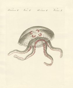 The eared jellyfish