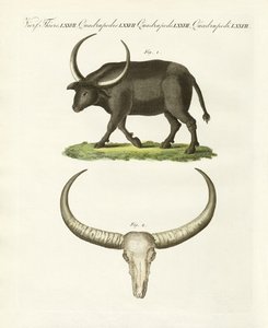 The giant buffalo by German School