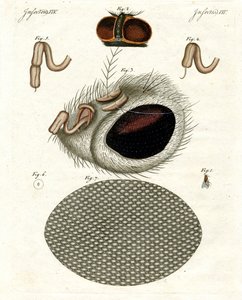The Head of a Fly