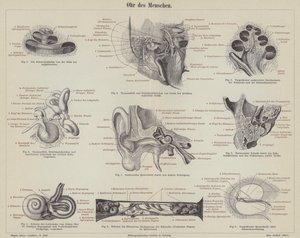 The human ear by German School