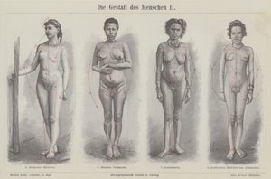 The human figure