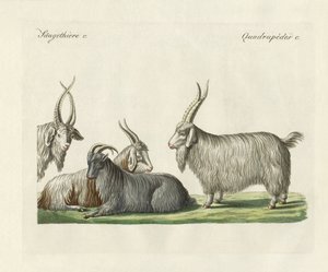 The Kashmir goats introduced in France