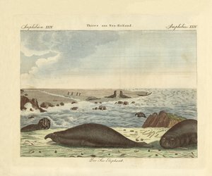 The Proboscis Seal