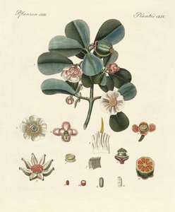 The rose-colored clusia by German School